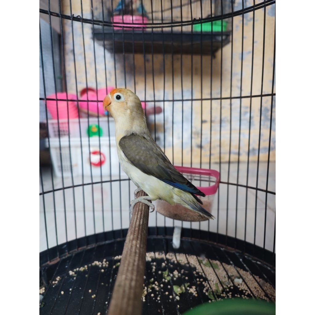 Burung lovebird biola PB turquoise jantan