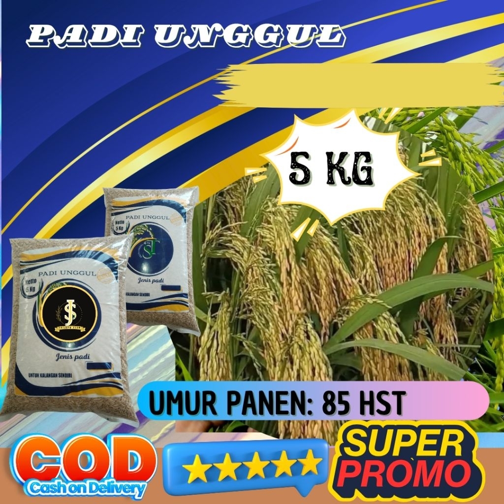 Benih padi unggul kolosebo original kemasan 5kg Berkualitas / Anti Hama / Anti Roboh - SRI JAYA FARM