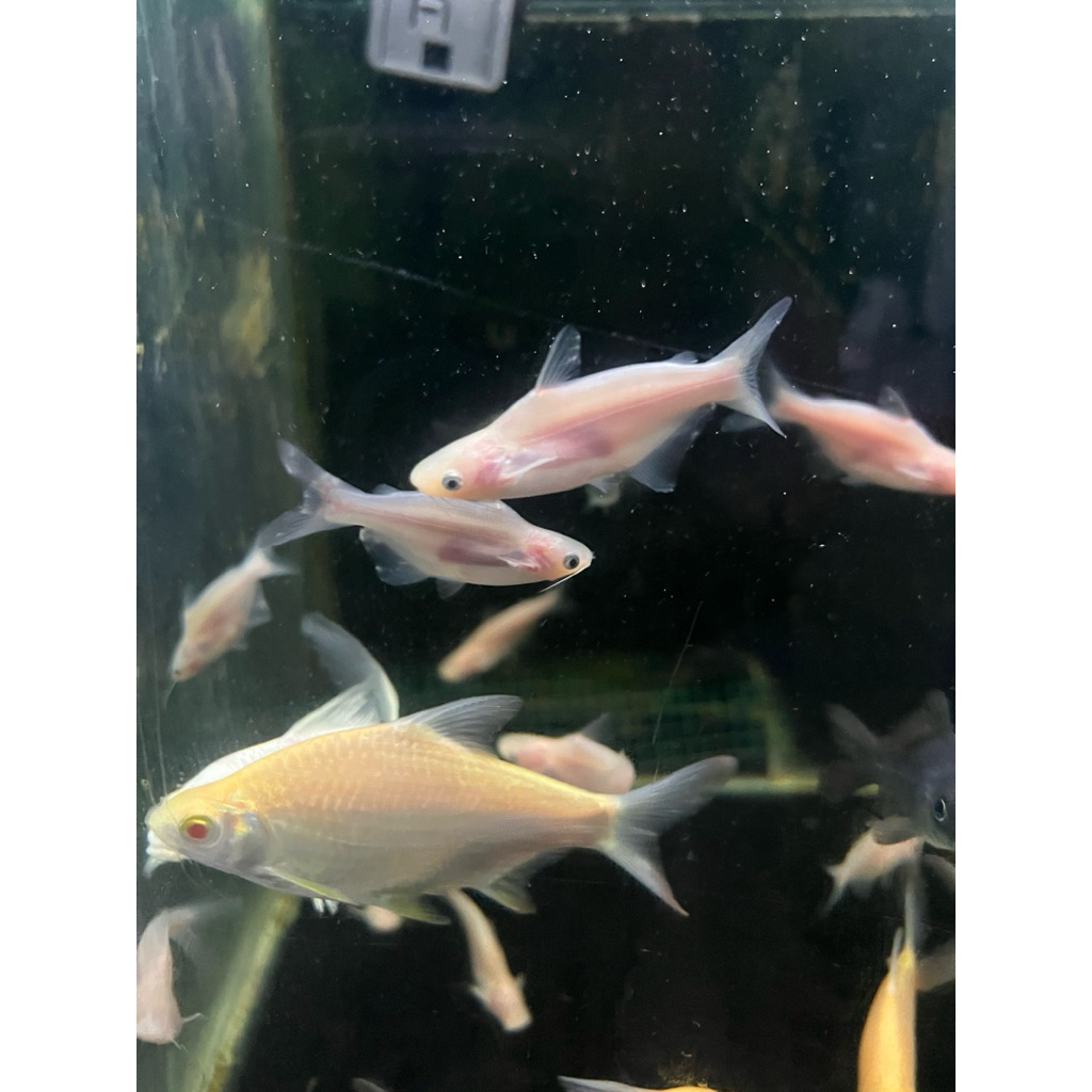 patin albino sb