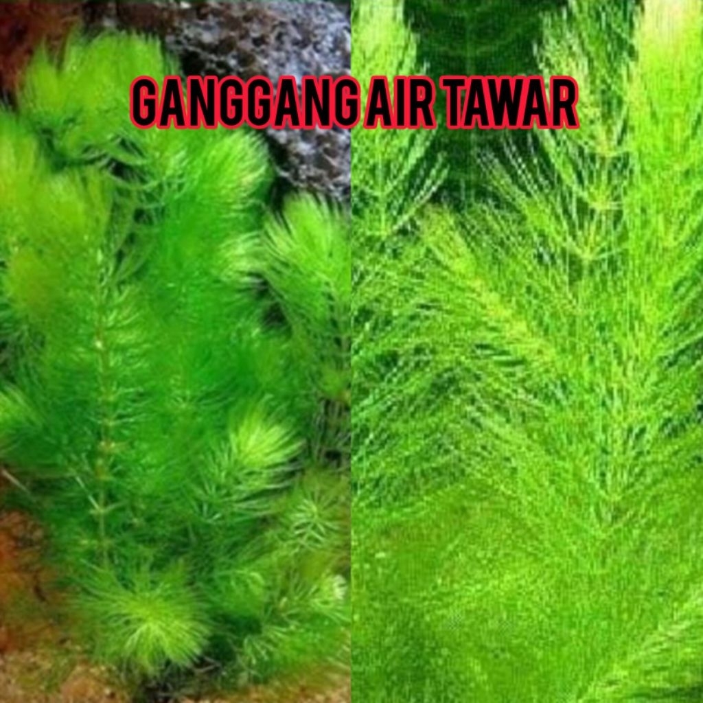 tanaman air ganggang air tawar 20 cm jos