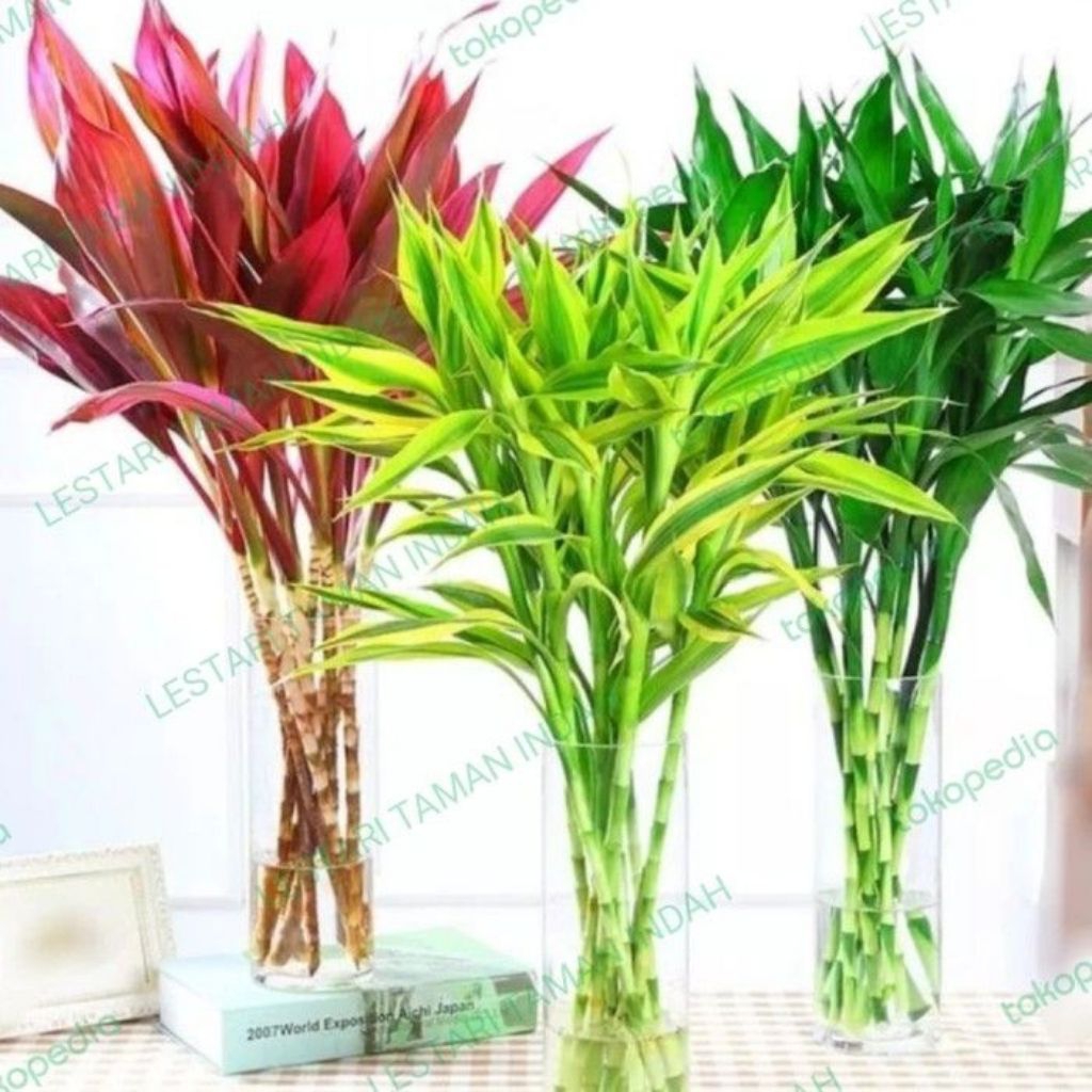 3 Paket Tanaman Hias Air/6 Batang/2 Tanaman Sri Rejeki/2 Tanaman Andong Merah / 2 Tanaman Sri Rejeki