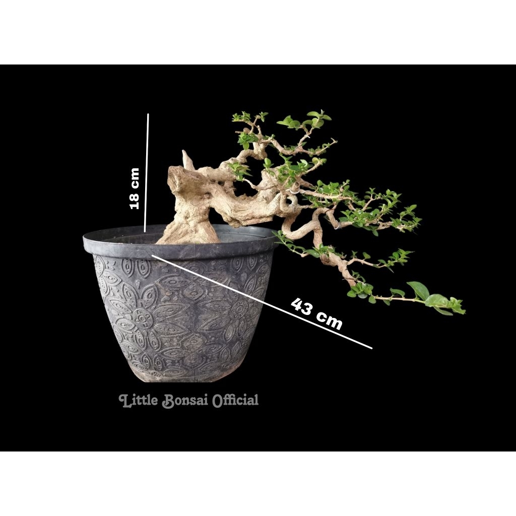 Wahong Sancang / Wacang / Casecade