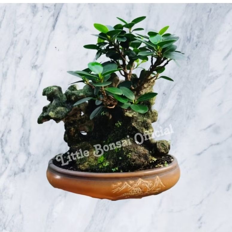 Bonsai Dolar Micro Mangkok / Dolar