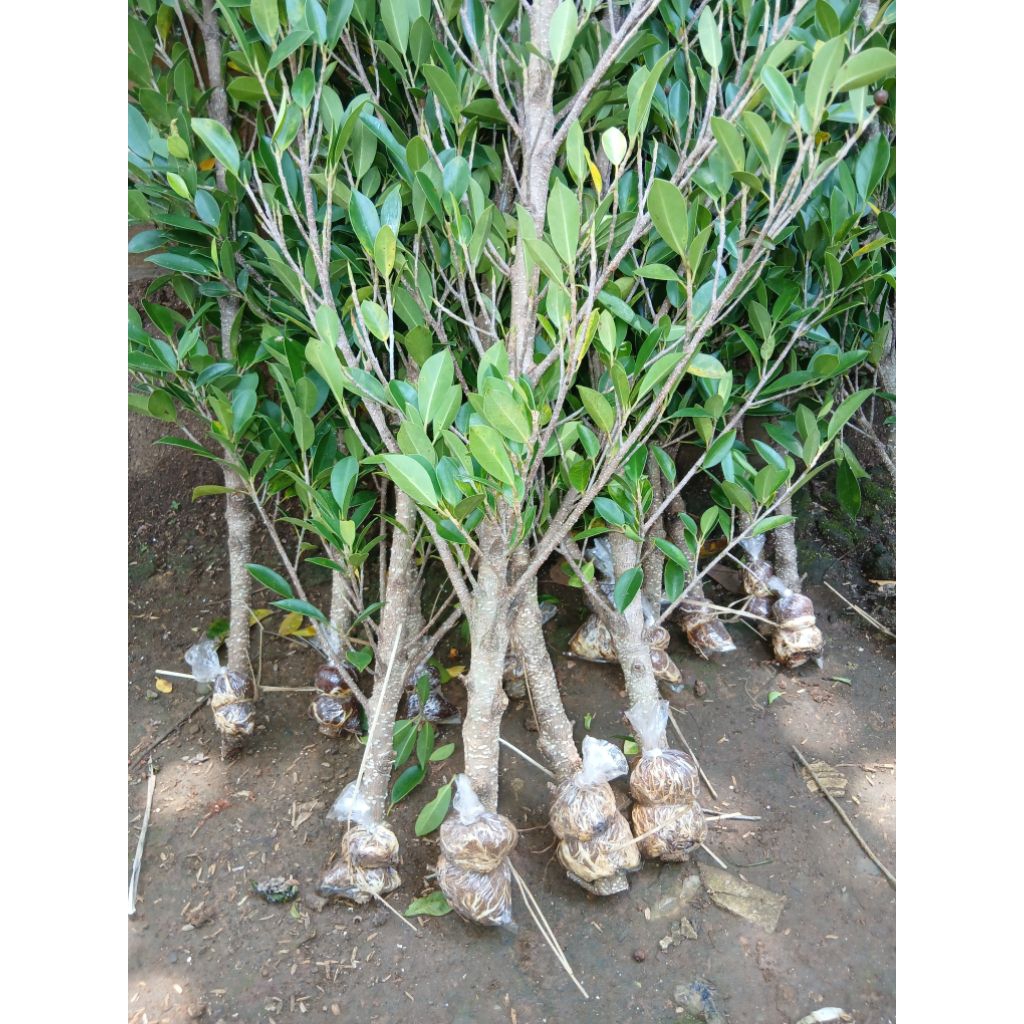 cangkokan kimeng uk jempol tgn los pck