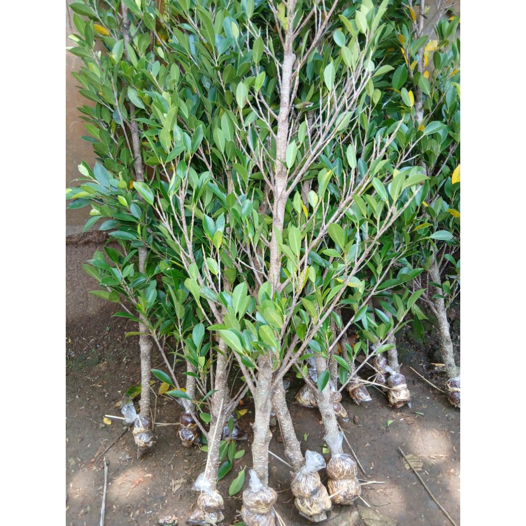 cangkokan kimeng uk jari tgn