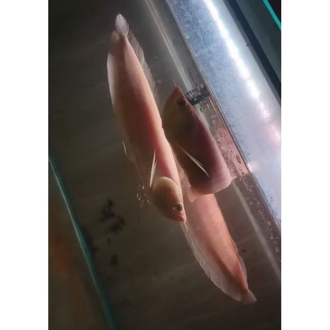 ARWANA SILVER ALBINO 40-45CM