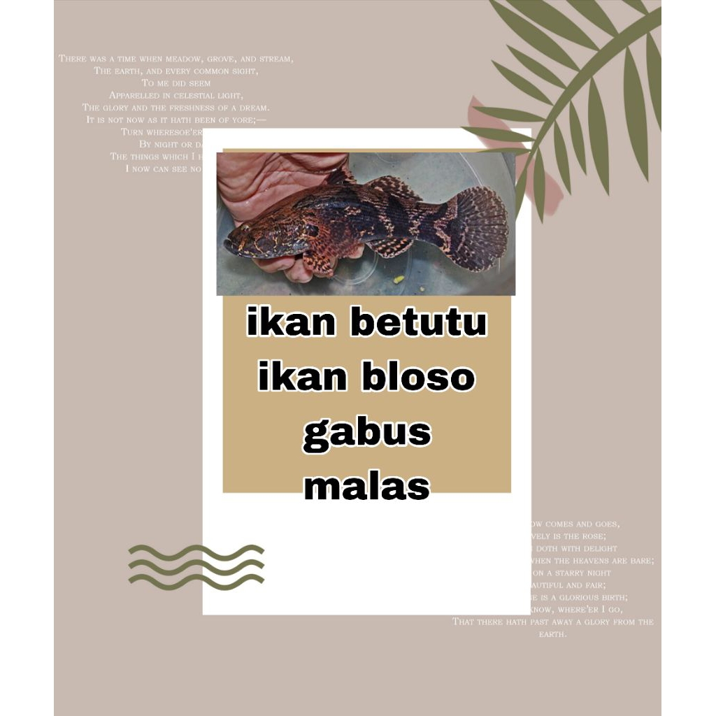 hiasan betutu / bloso / gbus malaz