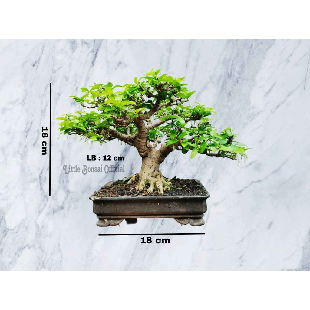 Bonsai Anput / Anting Putri Mame/ Prosfek