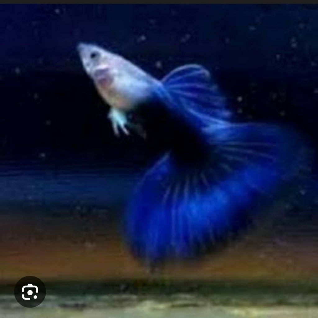 ikan hias gupy Blue Diamond
