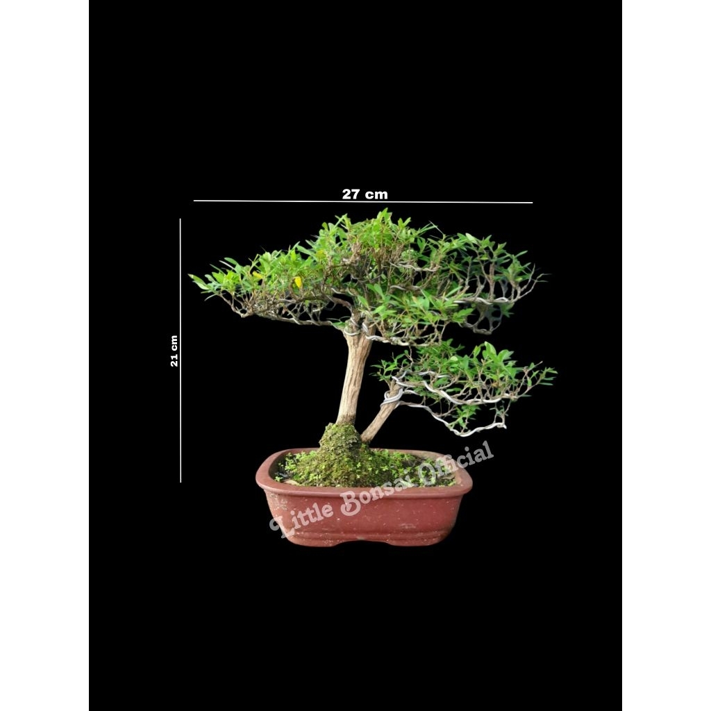 Bonsai Cendrawasih / Cendrawasih Small