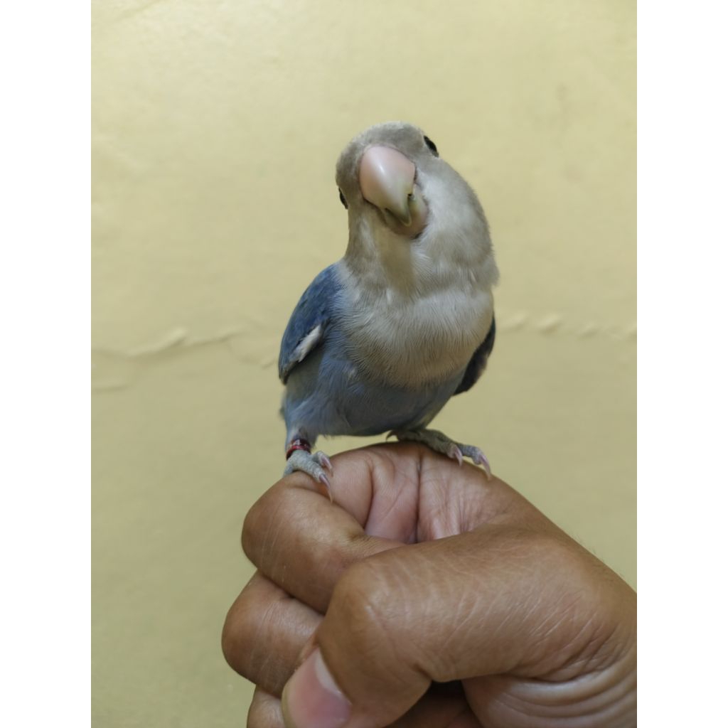 BURUNG LOVEBIRD NONKLEP SKILL JINAK MAINAN ANAK