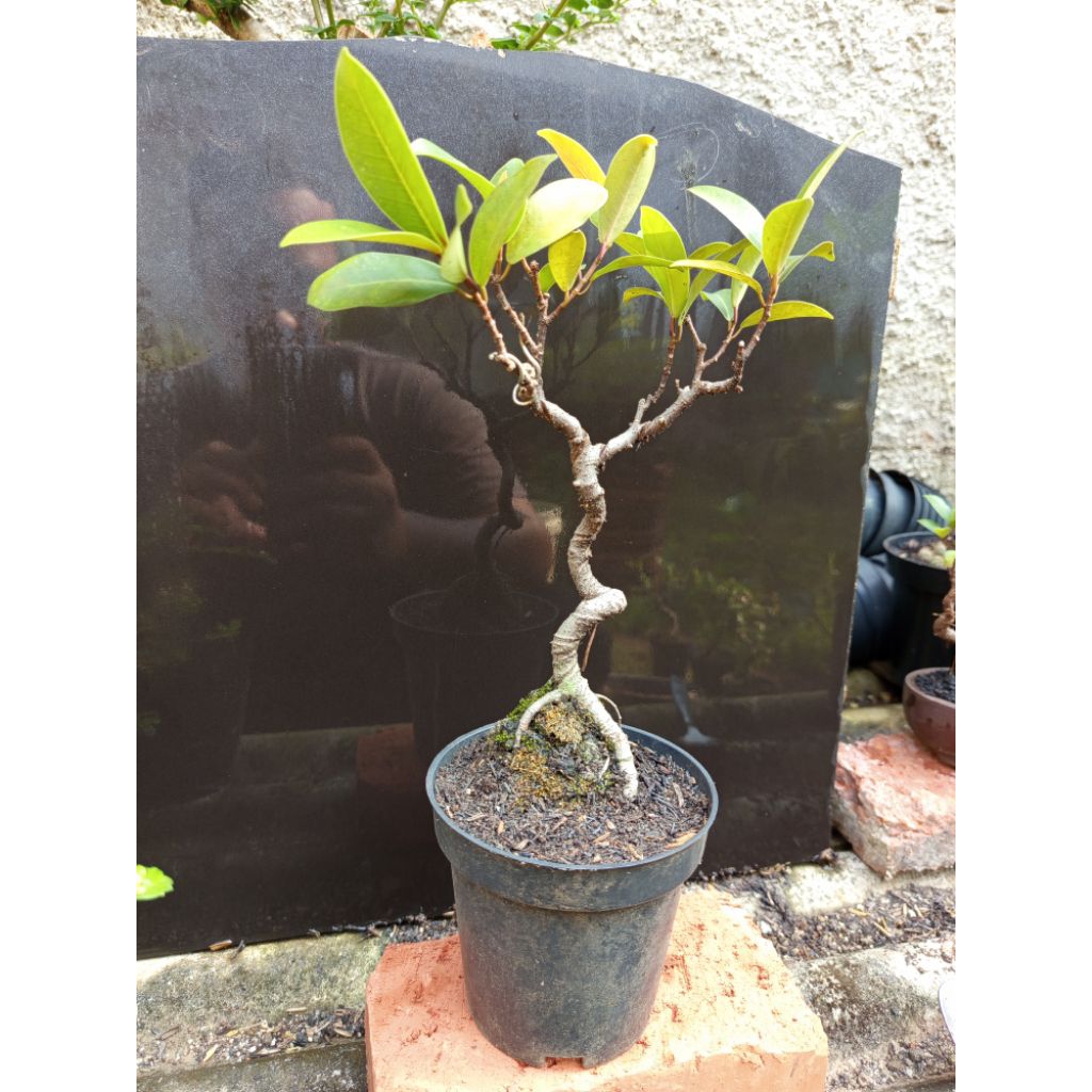 bonsai beringin iprik
