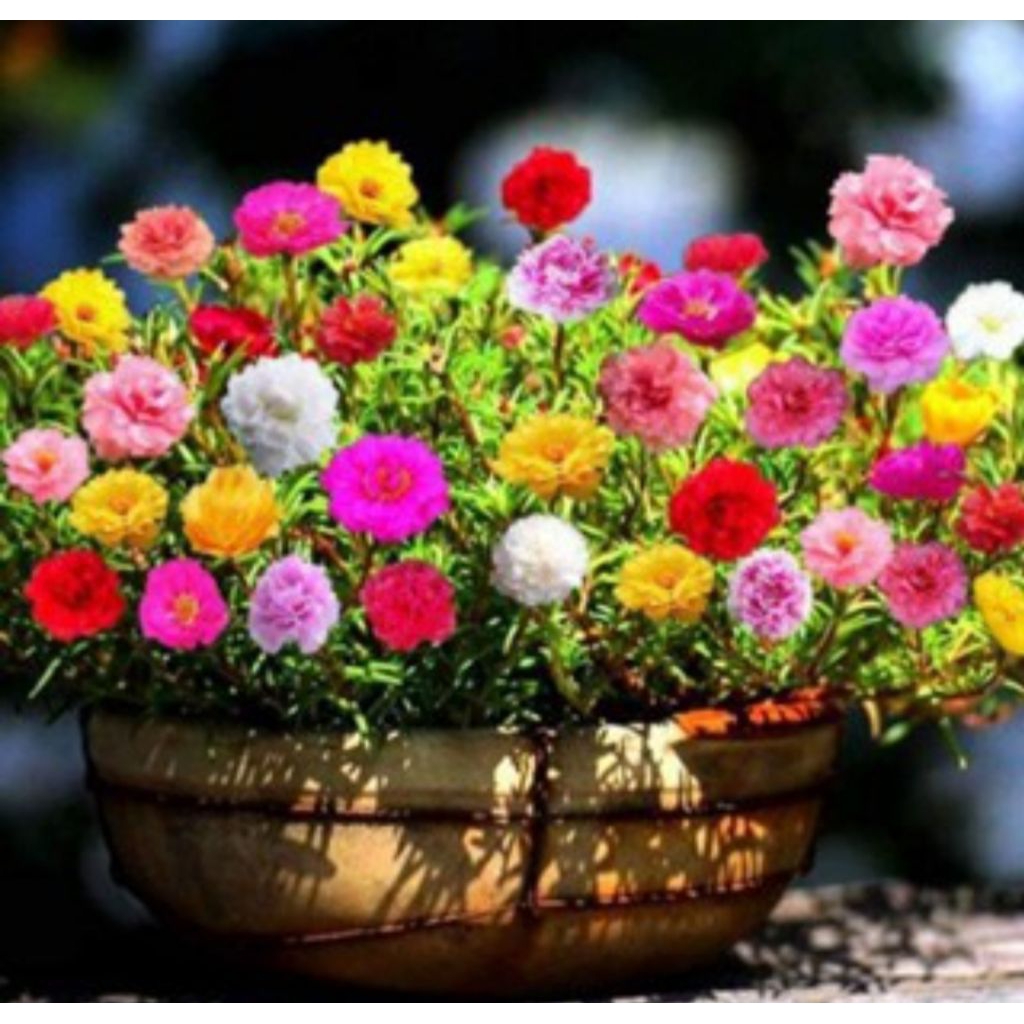 tanaman hias krokot macam bunga beli 5 grtis 1