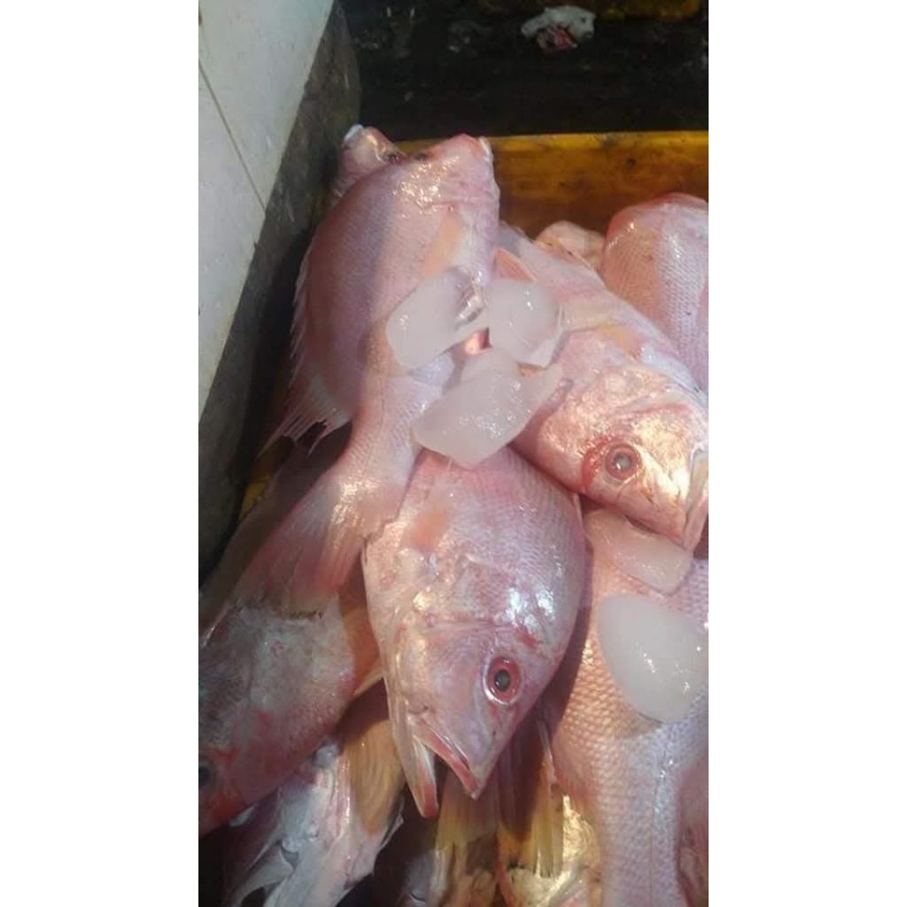 ikan kakap merah per 1kg isi 1-4 ekor