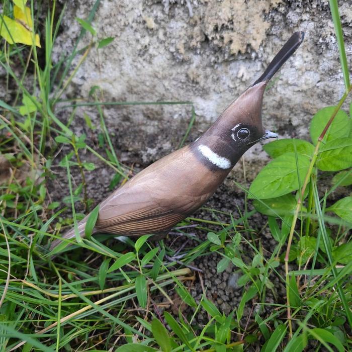 Patung Burung Cililin Coklat Mirip Asli Boneka Dekoy Jontrot Manuk Oceh Ci Lilin Warna Coklat Cocok 