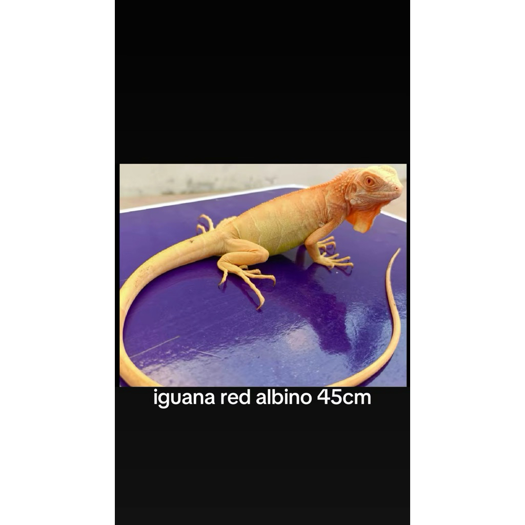 red albino iguana- mainan anak friendly