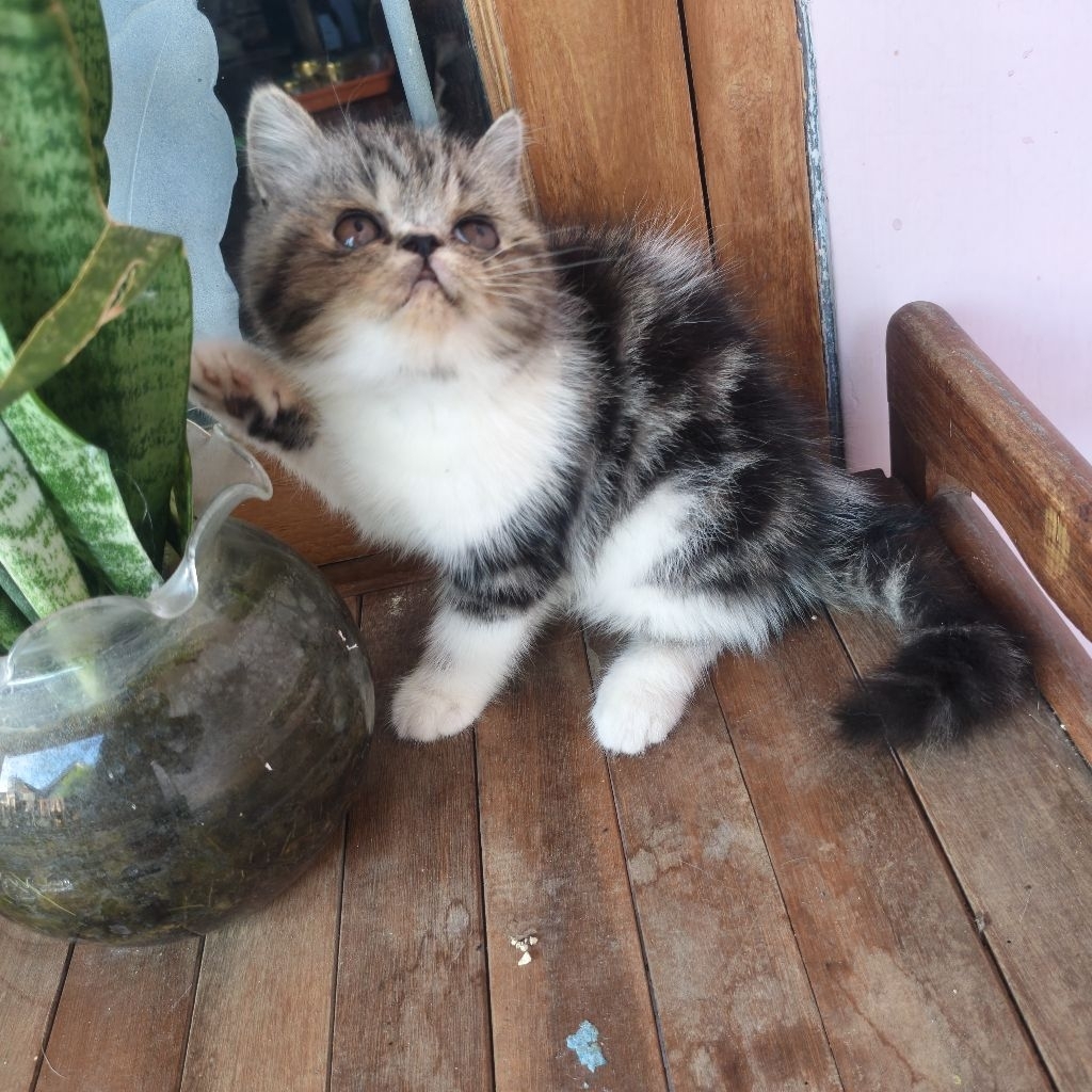 kucing short hair