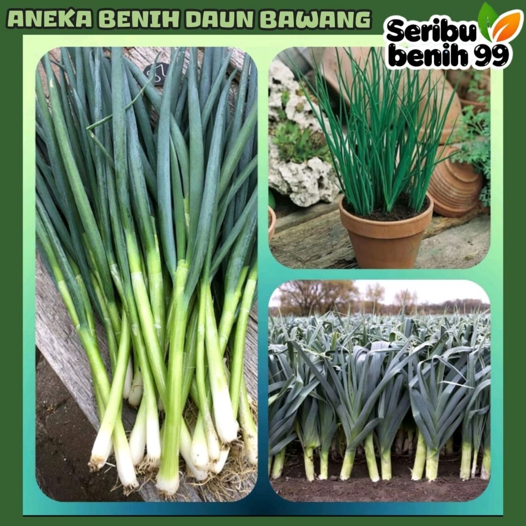 Seribu Benih99 - BIJI BENIH DAUN BAWANG PREI | DAUN KUCAI | DAUN BAWANG CHUNG