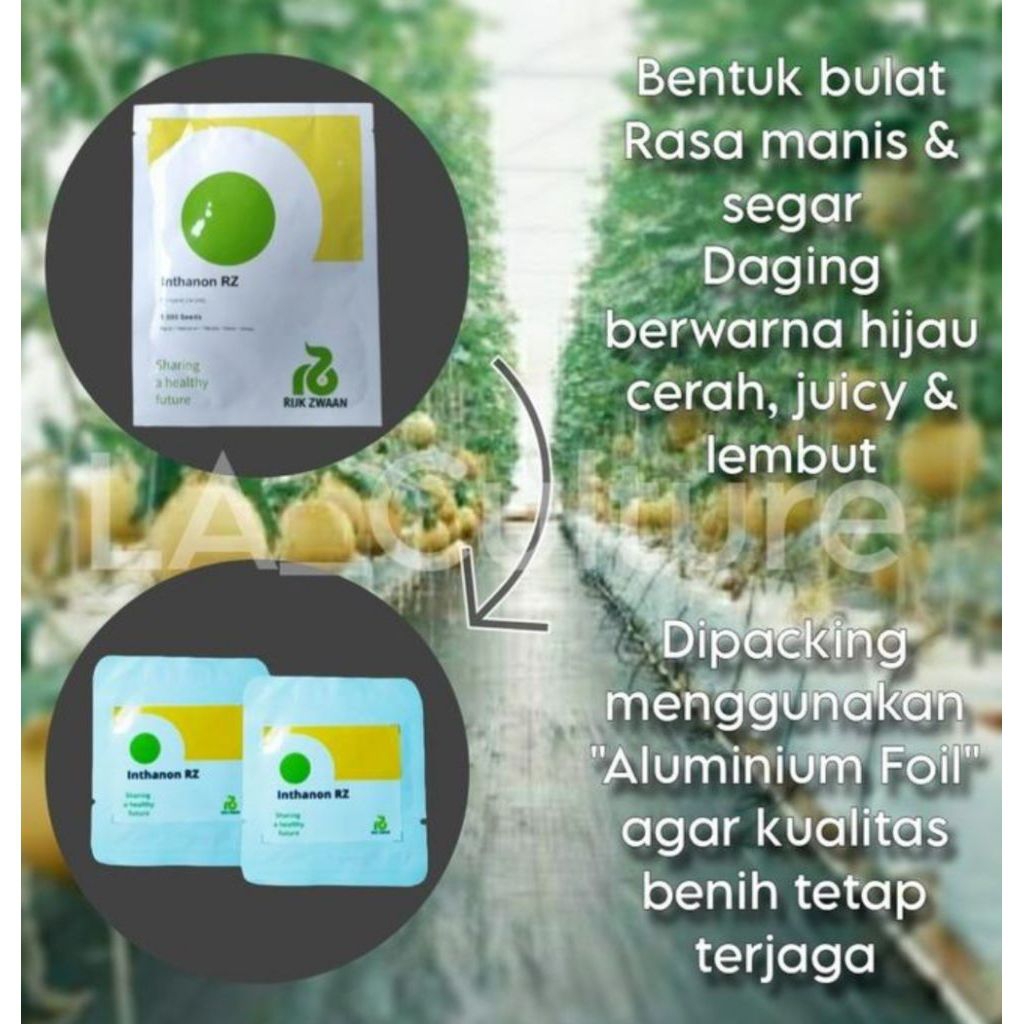 100 seed benih melon inthanon rz