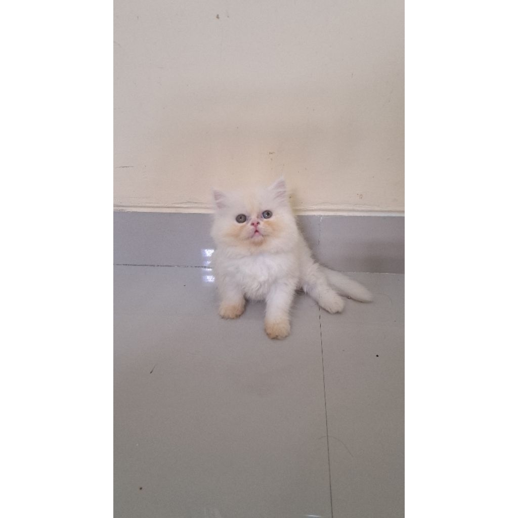 kucing persia munchkin white solid lucu