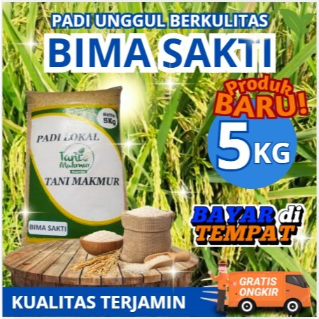 PADI BIMA SAKTI ORIGINAL (CIHERANG MALAI PANJANG) PENERUS CIPUTRI