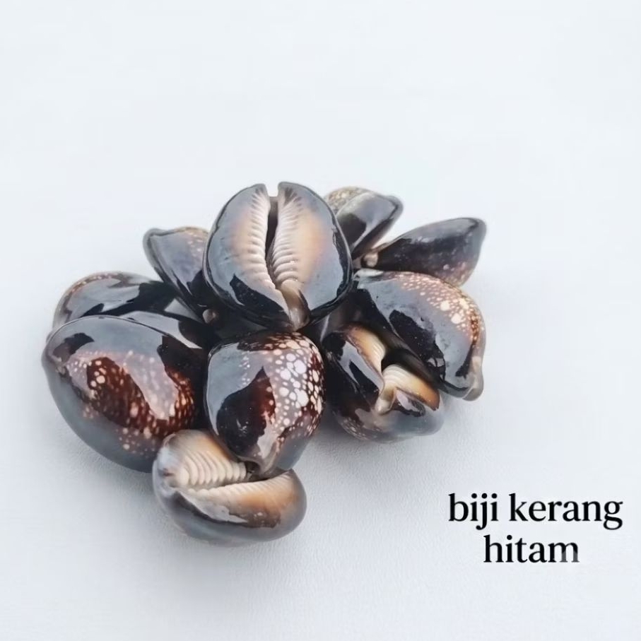 50 gram kewuk hitam / kuwuk hitam isi -+10 / kerang hitam / biji bekel / biji congkak