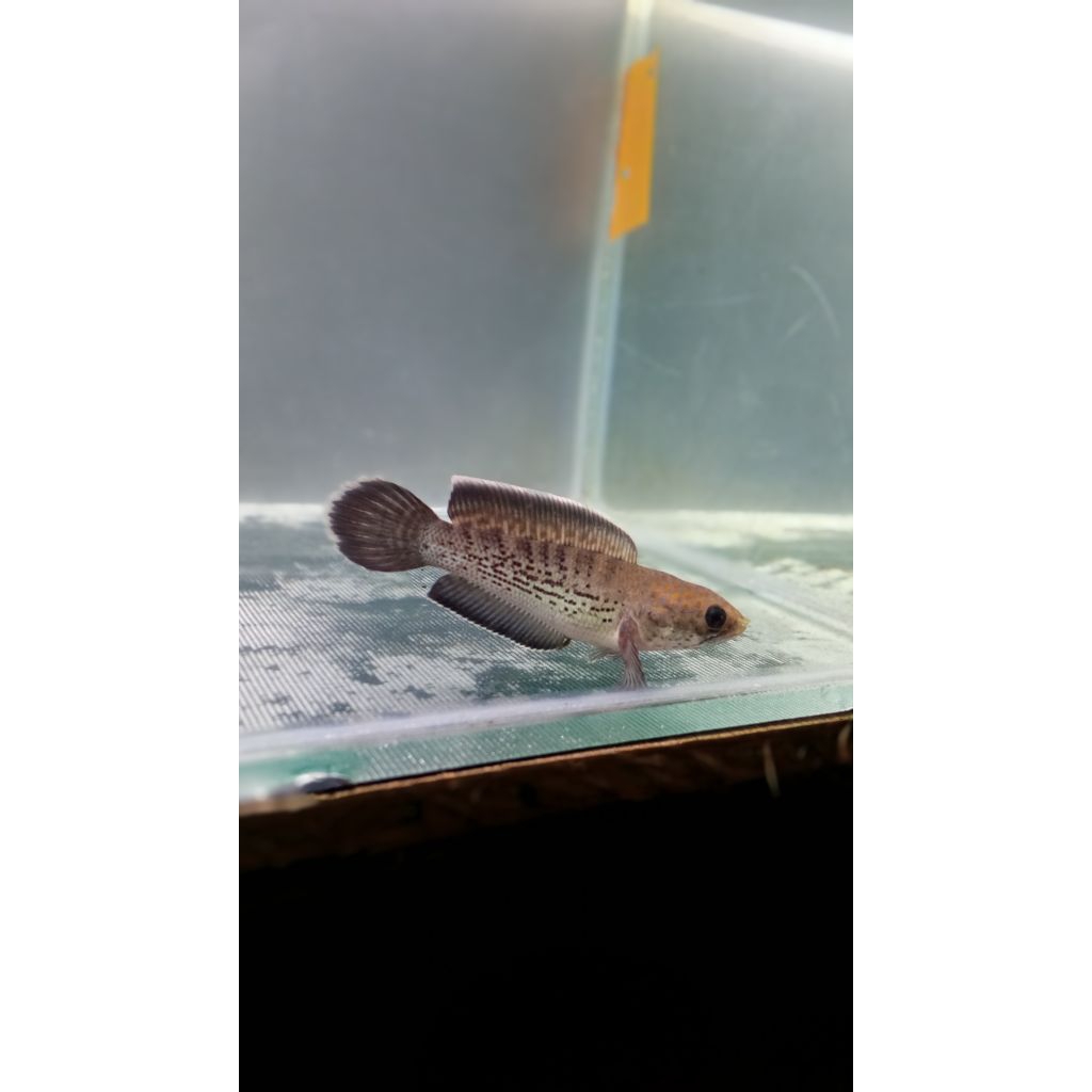STICKER CHANNA LIMBATA WC