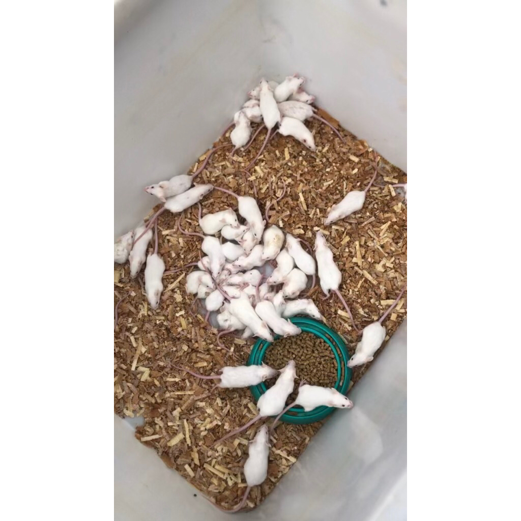 tikus putih / mencit
