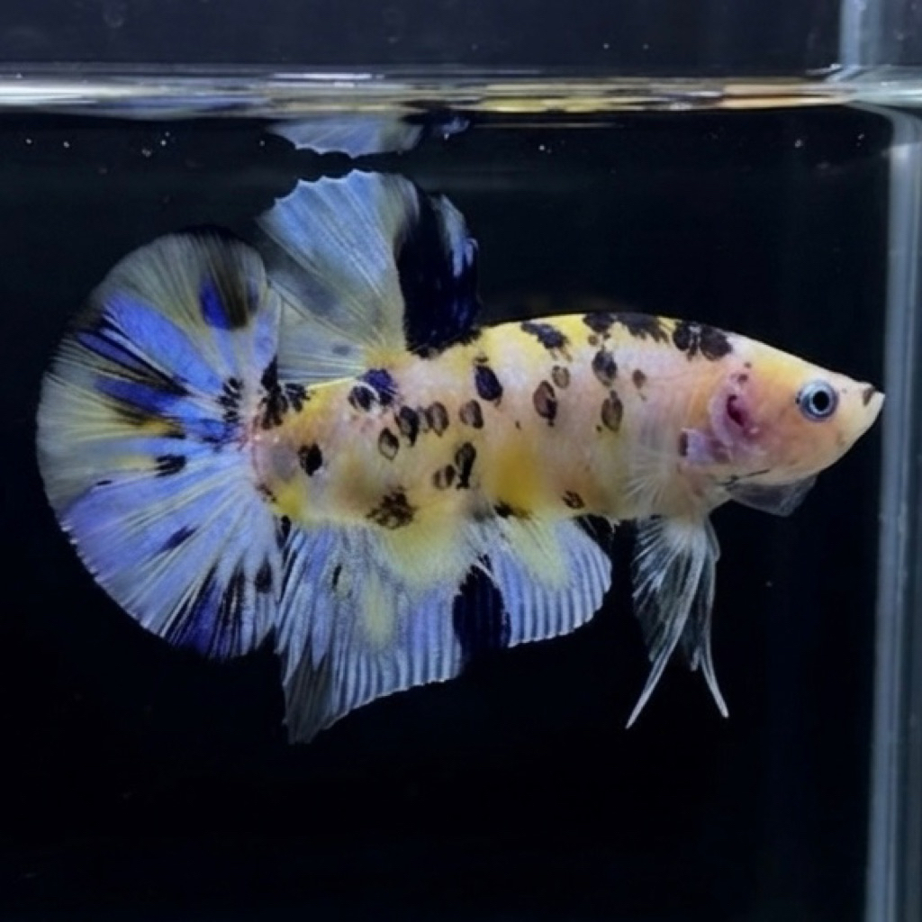 CUPANG / BETTA GIANT BO4.5 PK YELLOW BASE