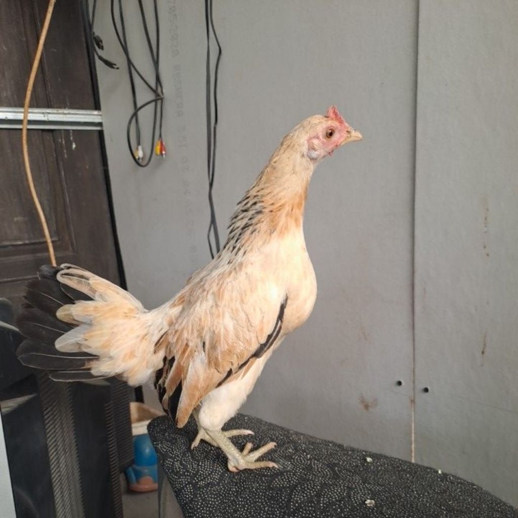 Ayam Kate/Ayam Hidup/AyamPeliharaan/Betina/Siap bertelur