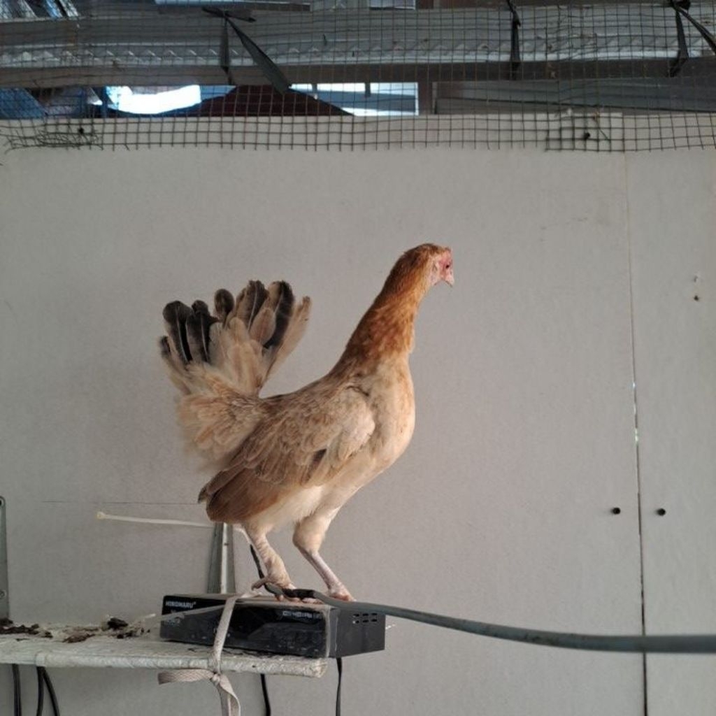 Ayam Kate Betina/Ayam Kate Hidup/Ayam Peliharaan