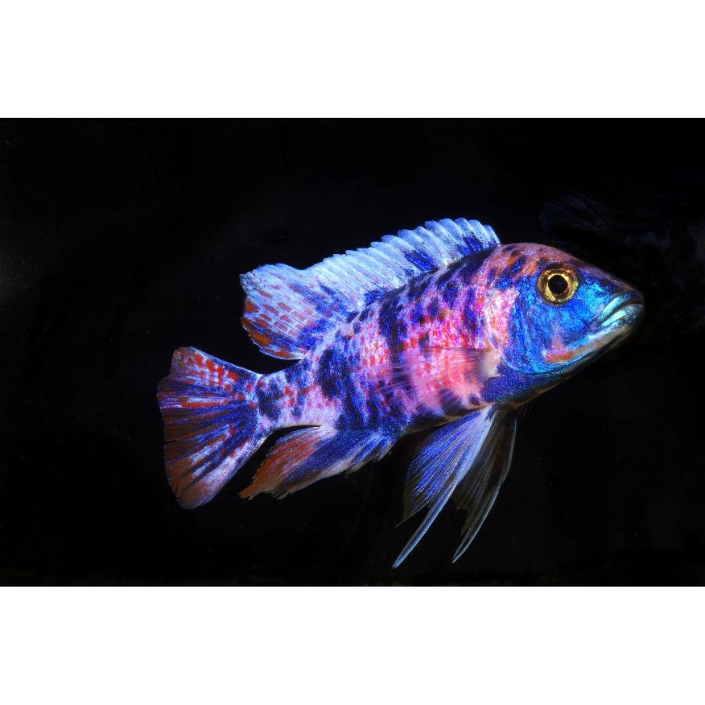 Ob cichlid