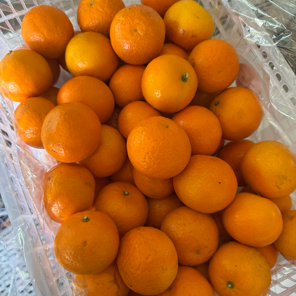 Jeruk Wokam Royal Mandarin Yuji Manis Banget
