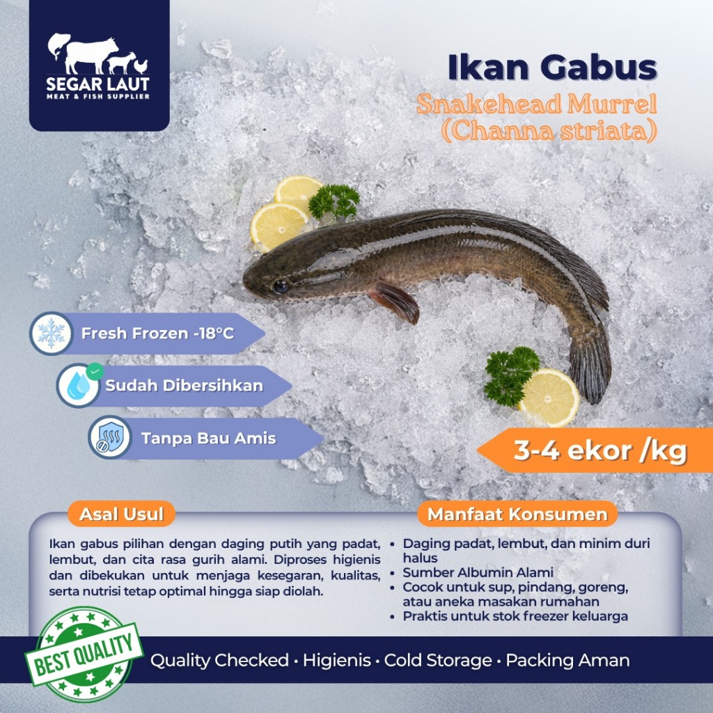 IKAN GABUS | SNAKEHEAD FISH | FRESH