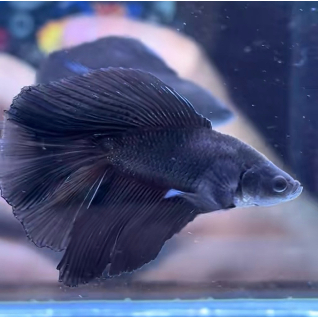 cupang hm double tail super black