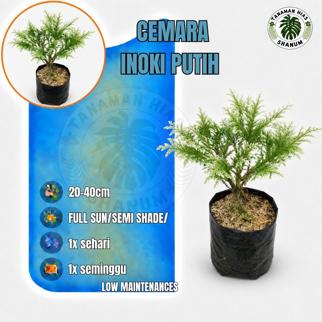 PROMO COD Tanaman hias Cemara inoki putih - bibit Cemara inoki putih - bahan bonsai Cemara - bibit b