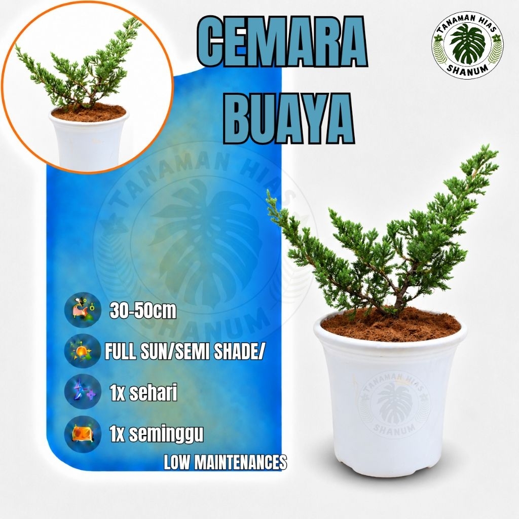 PROMO COD Tanaman hias Cemara buaya - bibit Cemara buaya - bahan bonsai Cemara - bahan bonsai - bons