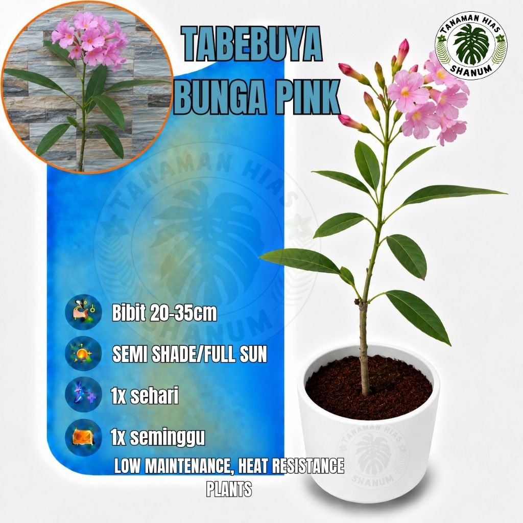 PROMO COD bibit pohon tabebuya bunga pink - tabebuya pink - pohon tabebuya sakura - bibit sakura - b
