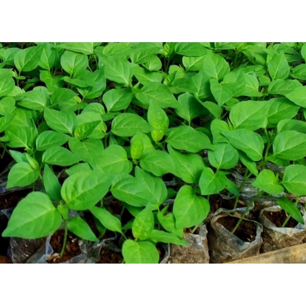 bibit cabe caplak