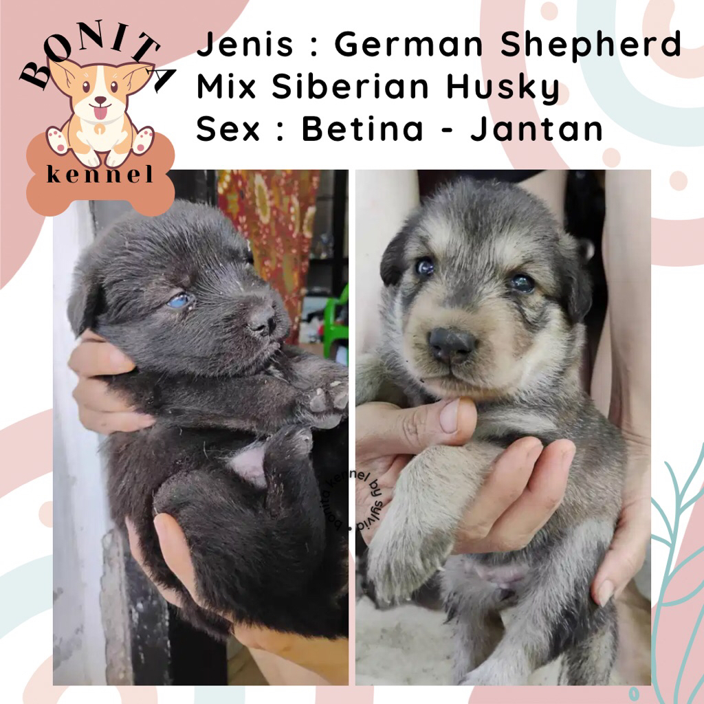 German Shepherd Mix Siberian Husky Anjing Herder Malamute Jantan Betina