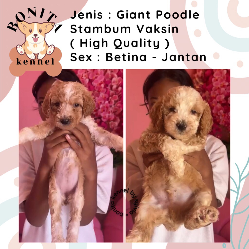 Particolor Giant Poodle Stambum Anjing Poodle Giant Jantan Betina