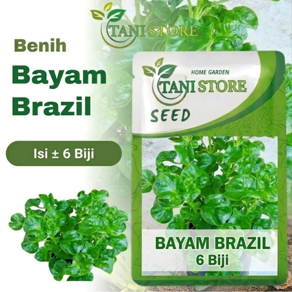 bibit benih unggul bayam brazil berkualitas tinggi 6 seed