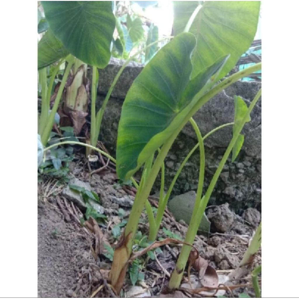 bibit lompong sayur