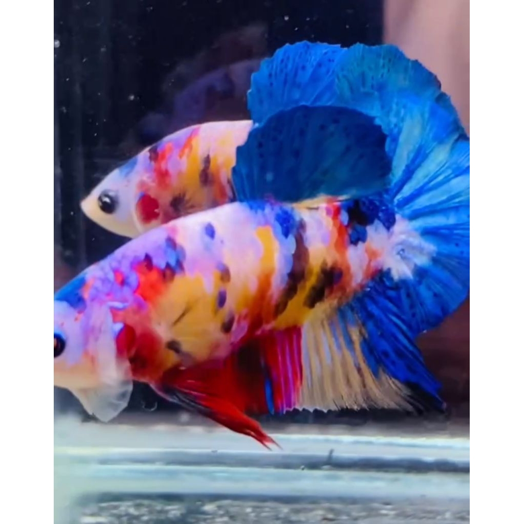 cupang multicolor yellow base