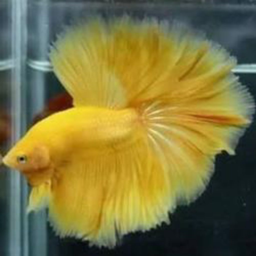 ikan cupang hiasan aquarium halfmoon yellow