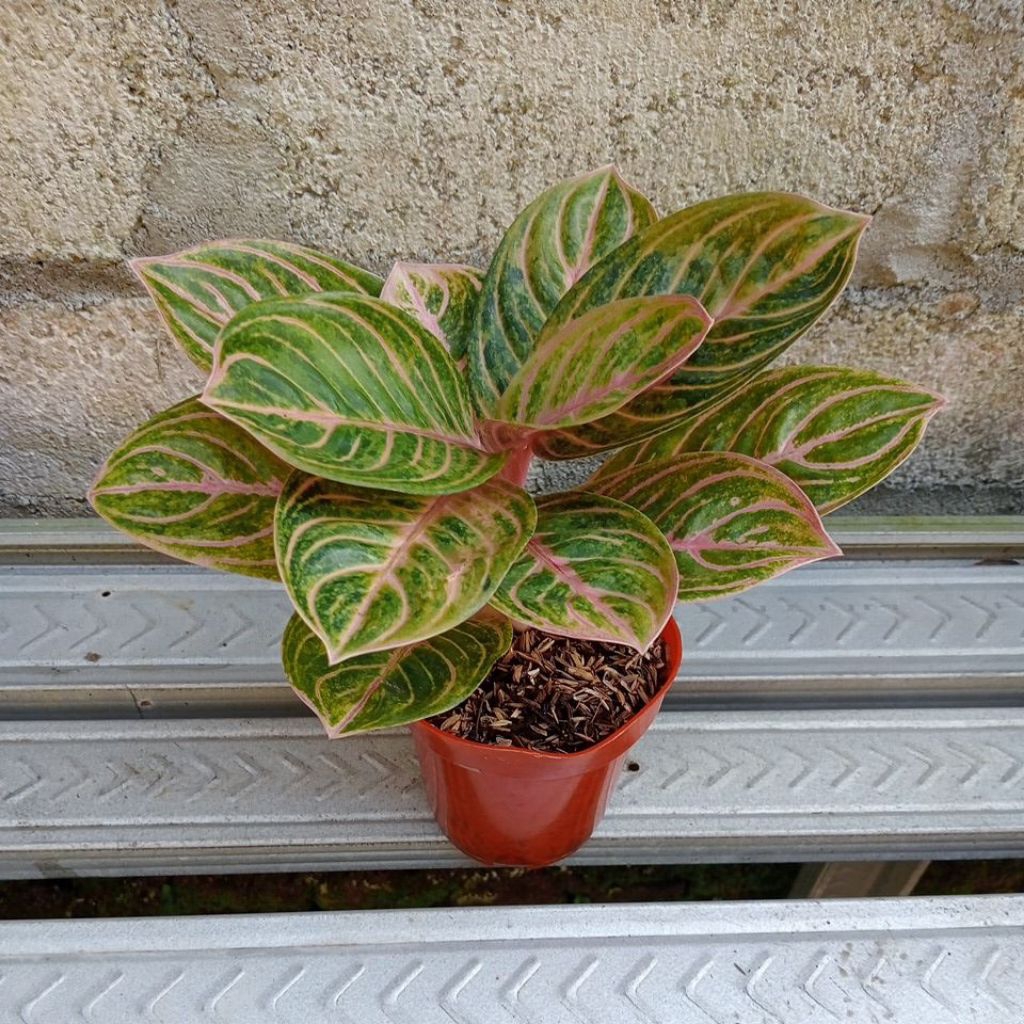 aglonema rinjani