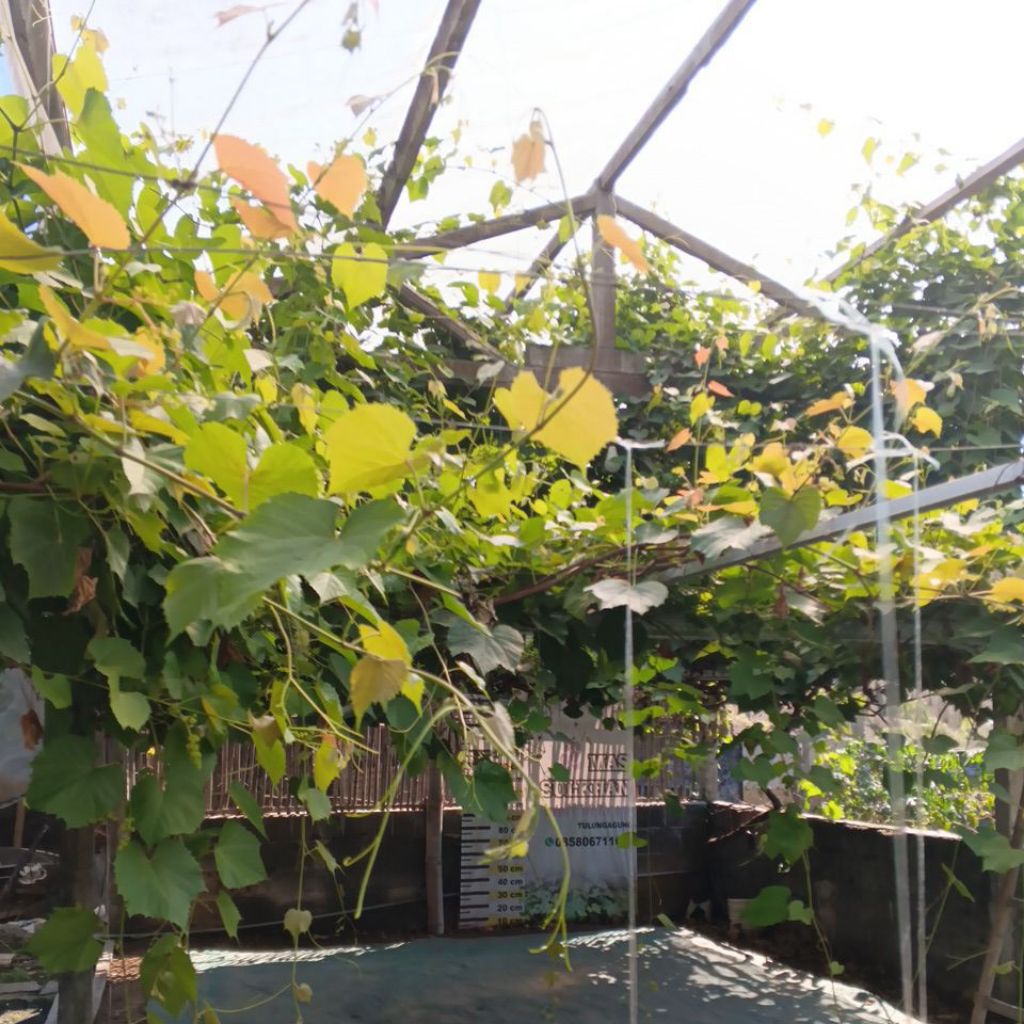 ( 1 PCS ) FRESH CUTTING ROOTSTOCK ANGGUR IAC 572