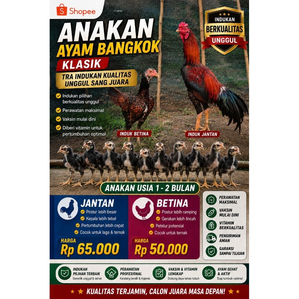 Anakan Ayam Bangkok Klasik