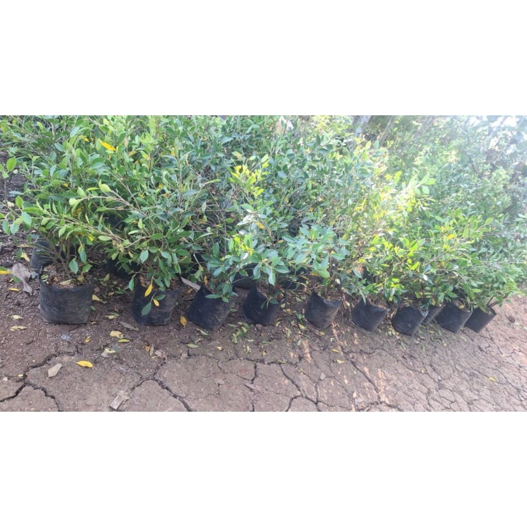 Bibit bonsai kimeng