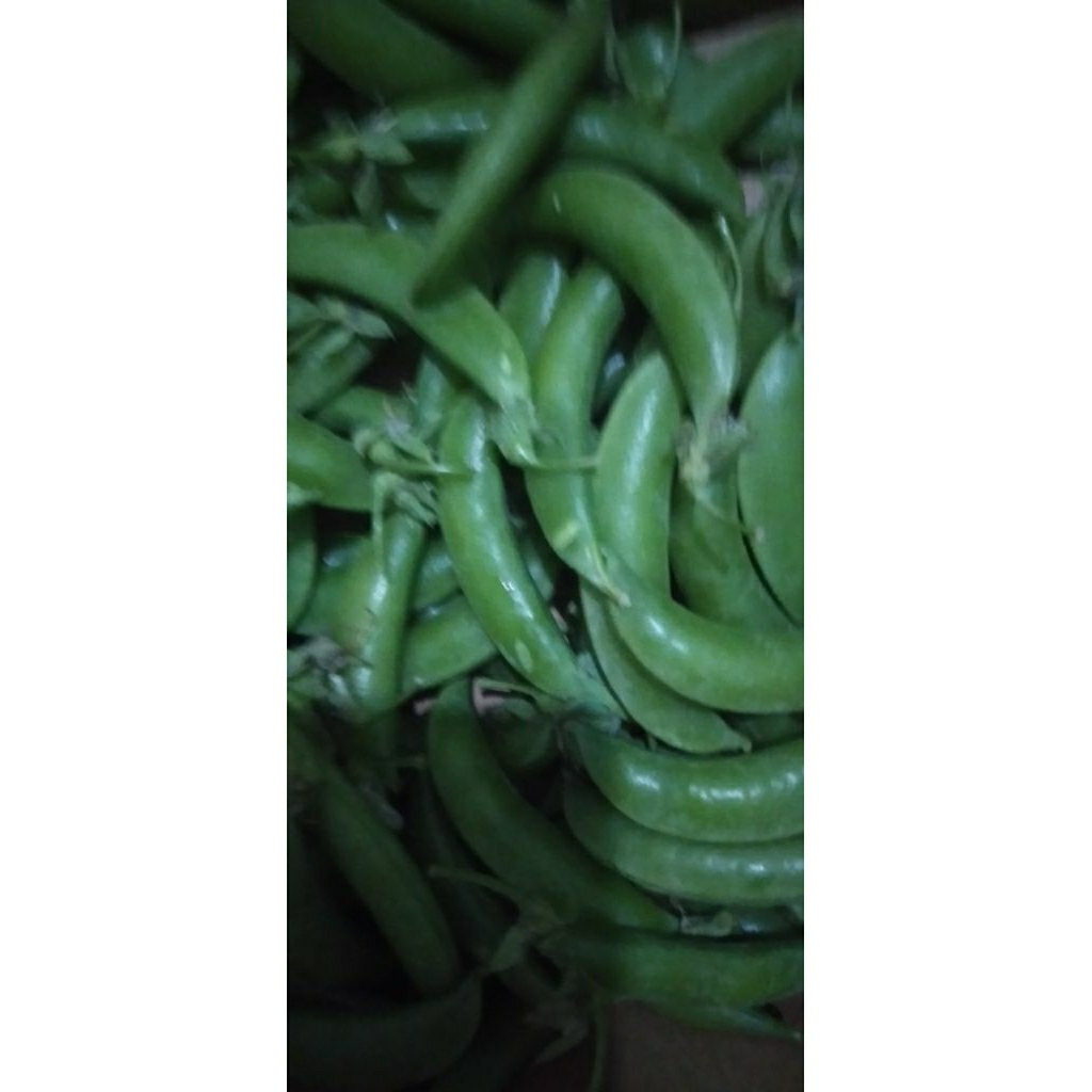 Sayur Kacangpolong Kapri Ercis Arcis segar